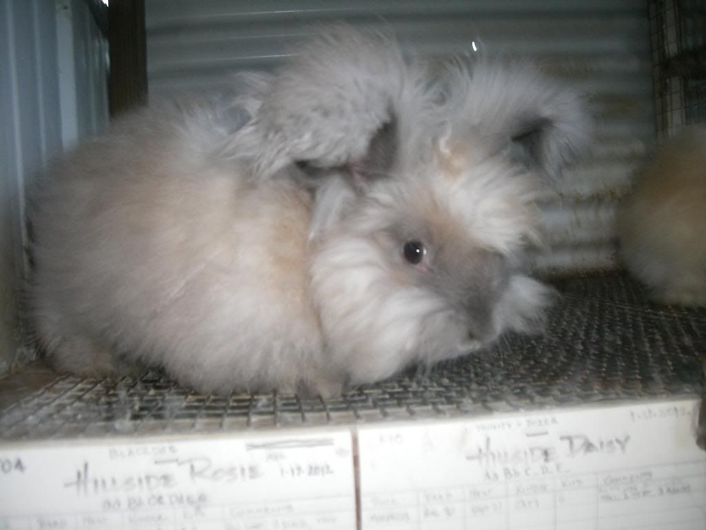 Pictures of Bunnies and Things Hillside Farm Hawaii